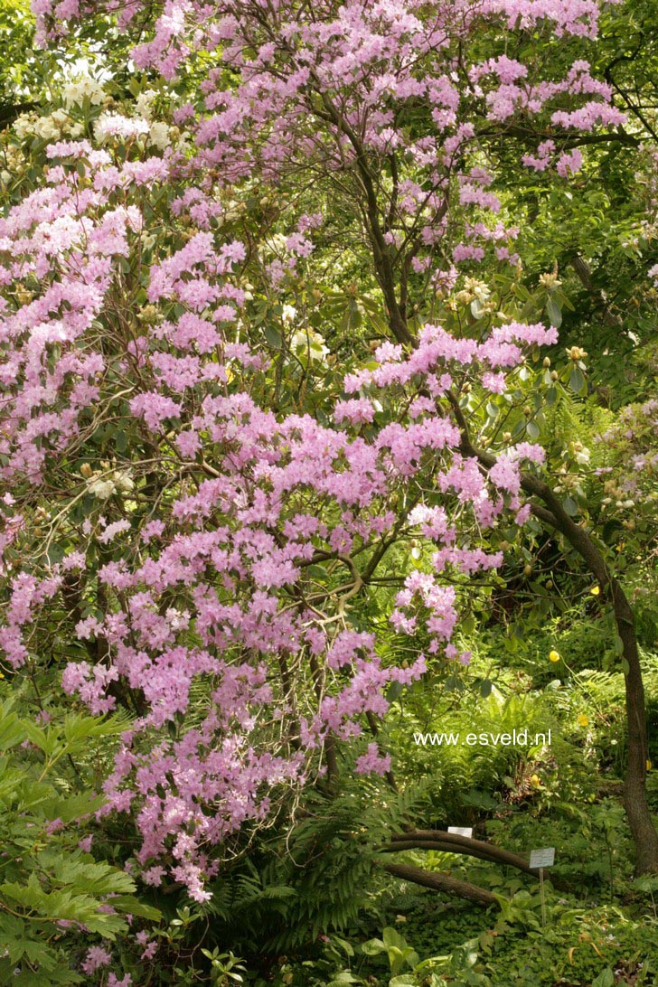 Rhododendron yunnanense
