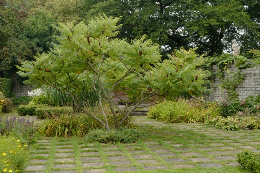 Rhus typhina 'Dissecta'