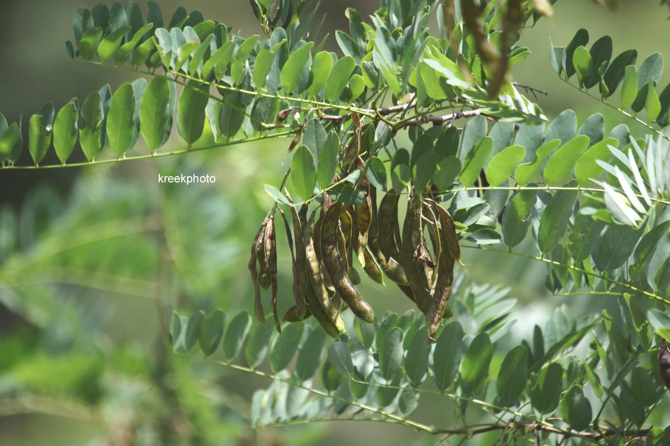 Robinia pseudoacacia