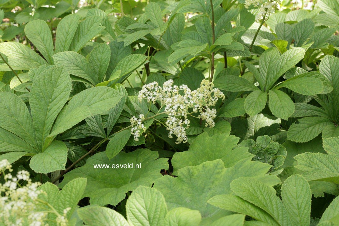 Rodgersia aesculifolia