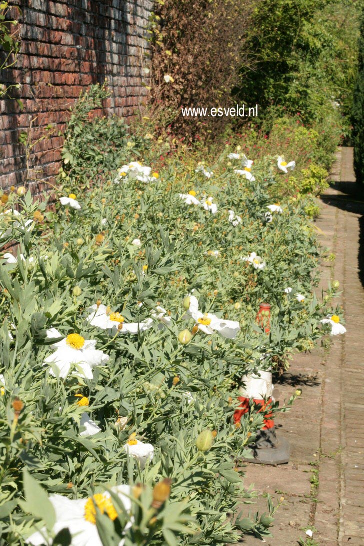 Romneya coulteri