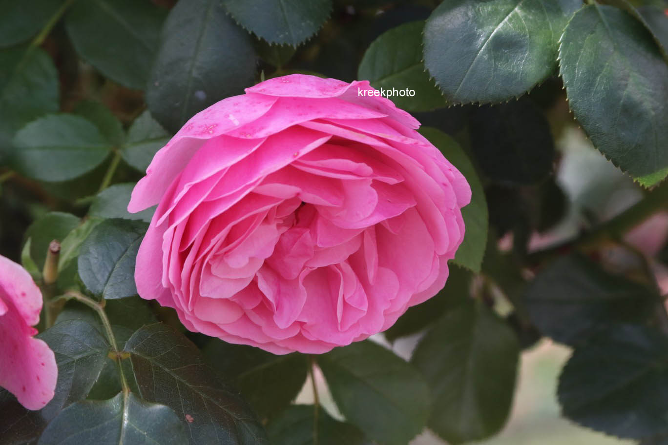 Rosa 'Meideauri' (LEONARDO DA VINCI)