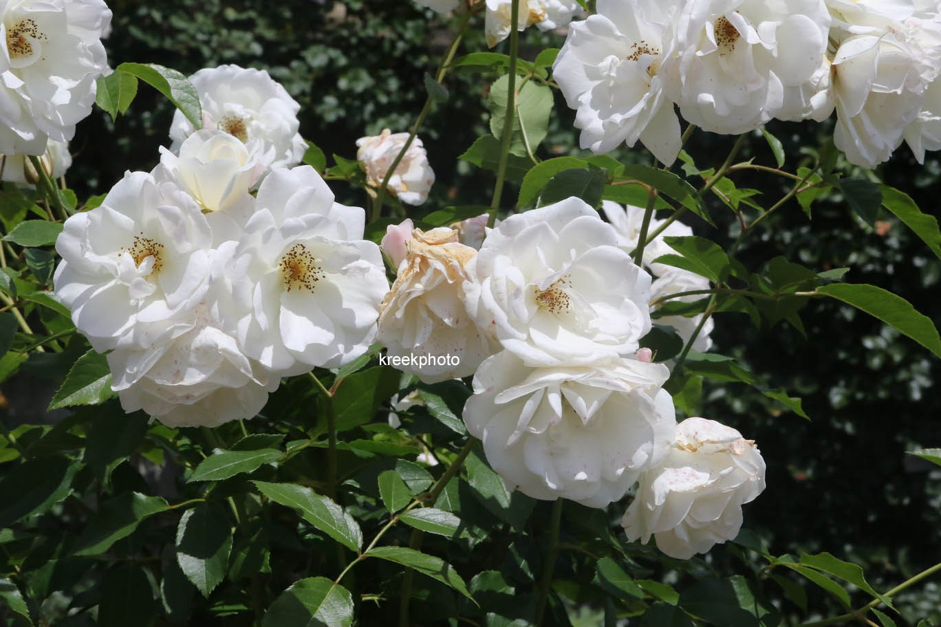 Rosa 'Schneewittchen' (KORBIN)