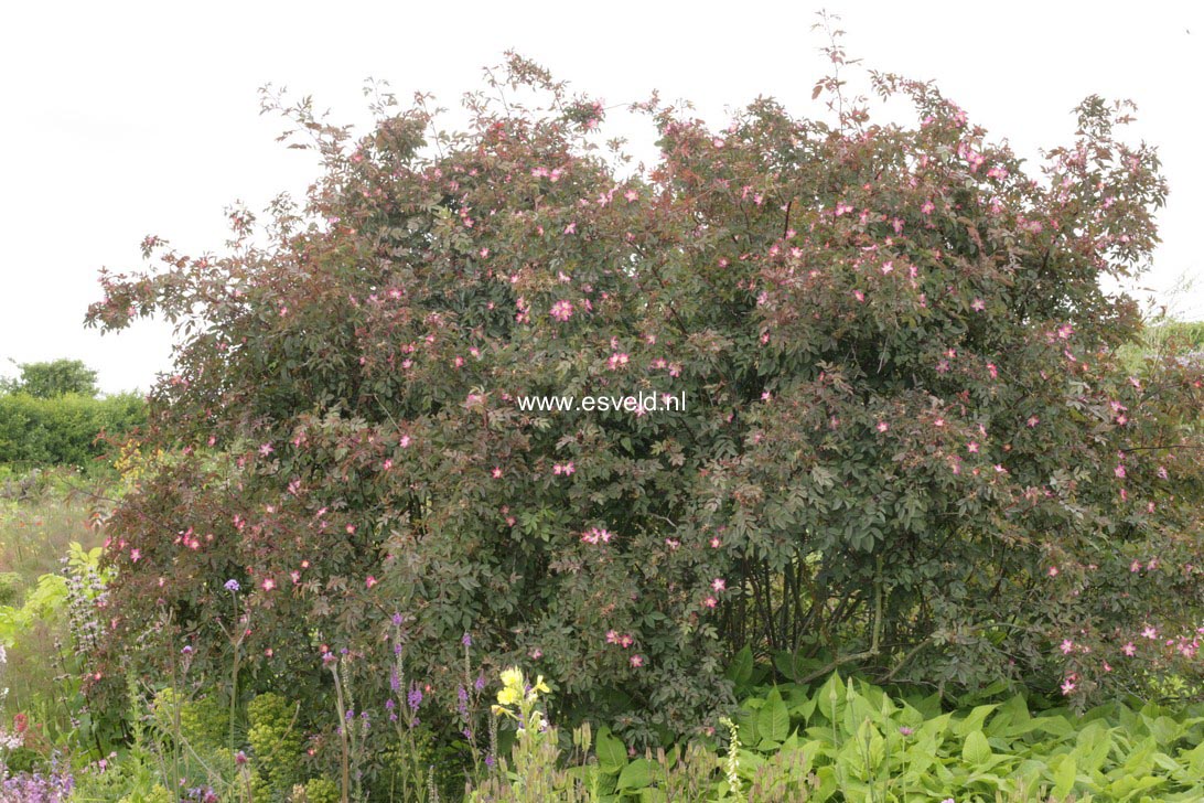 Rosa glauca