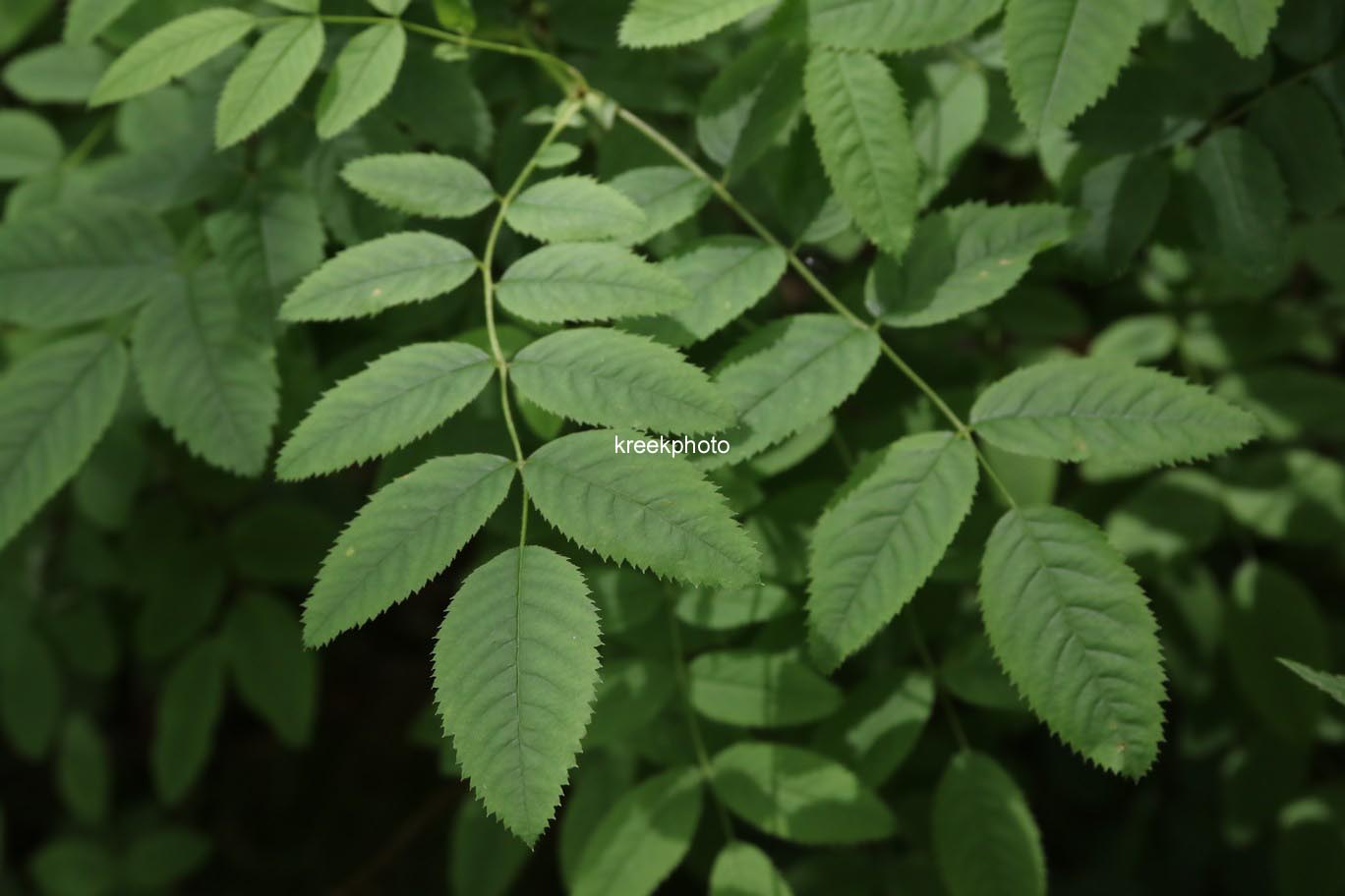 Rosa pendulina