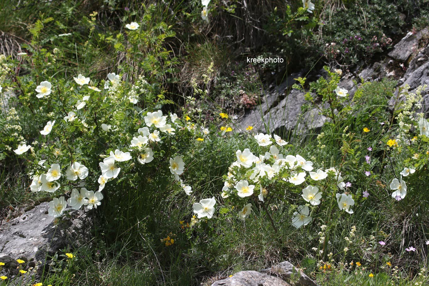 Rosa pimpinellifolia