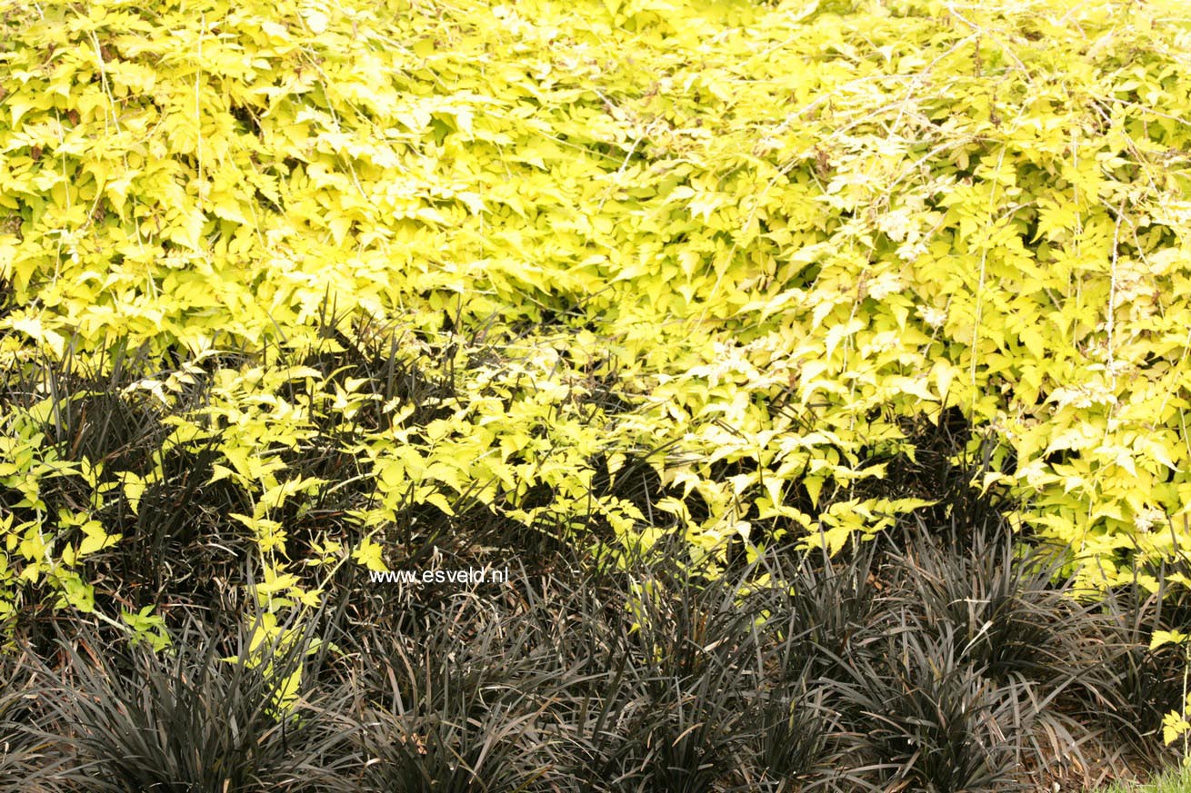 Rubus cockburnianus 'Wyego' (GOLDEN VALE)