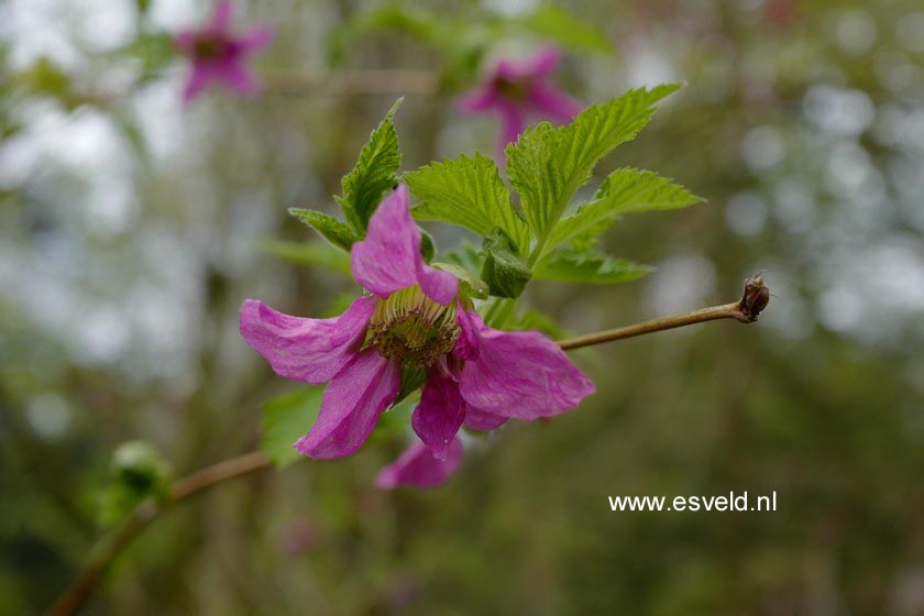Rubus spectabilis
