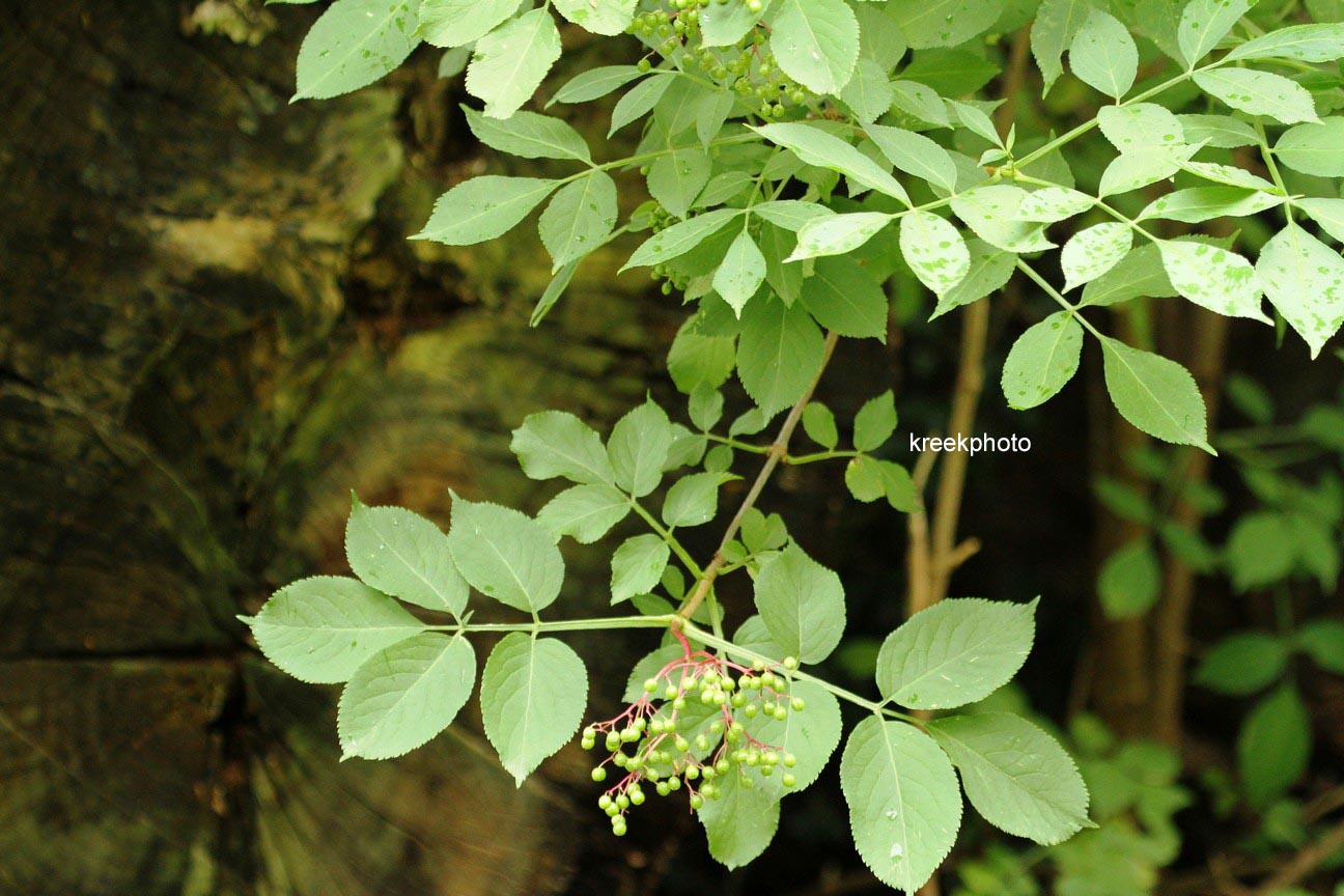 Sambucus nigra