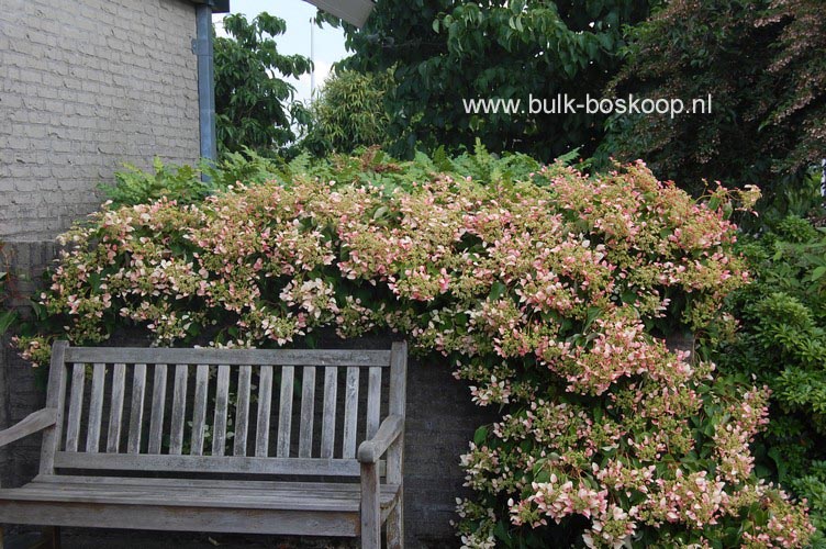 Schizophragma hydrangeoides 'Roseum'