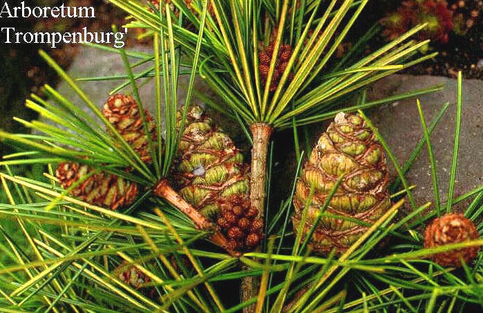 Sciadopitys verticillata