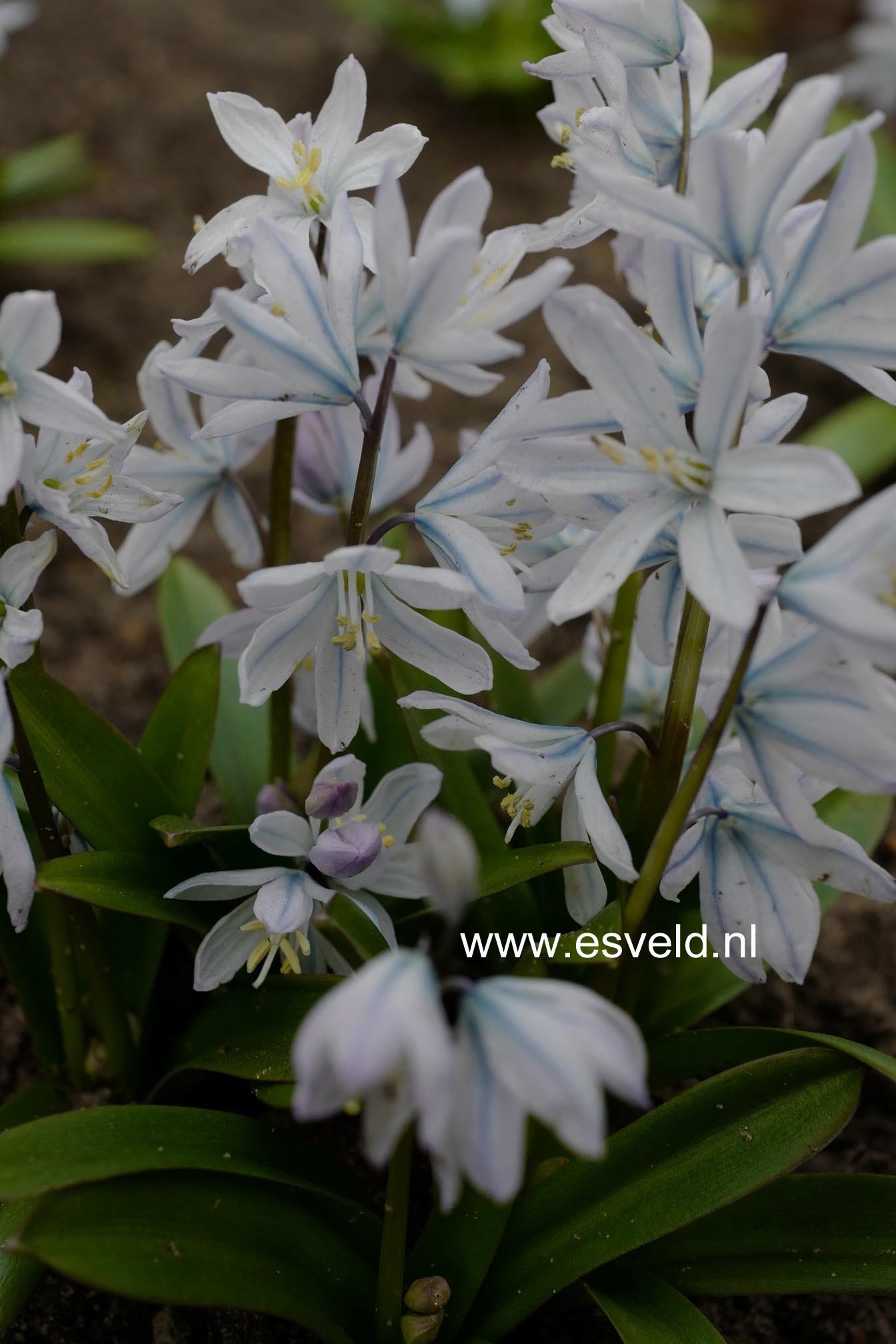 Scilla mischtschenkoana