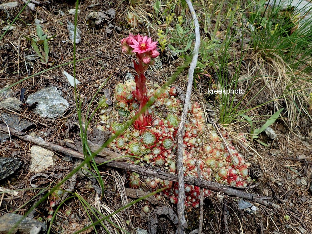 Sempervivum arachnoideum