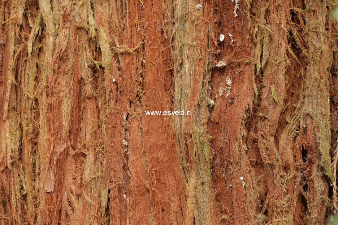 Sequoia sempervirens