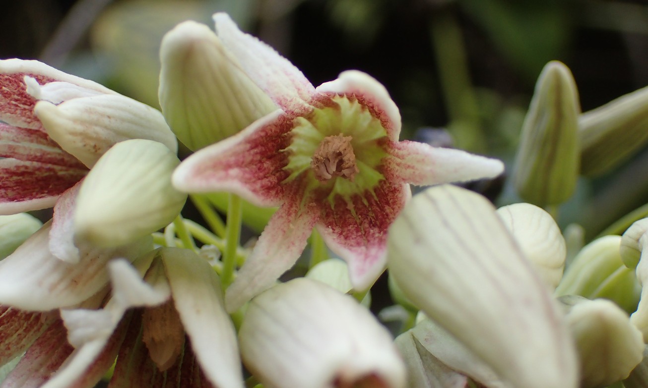 Stauntonia hexaphylla