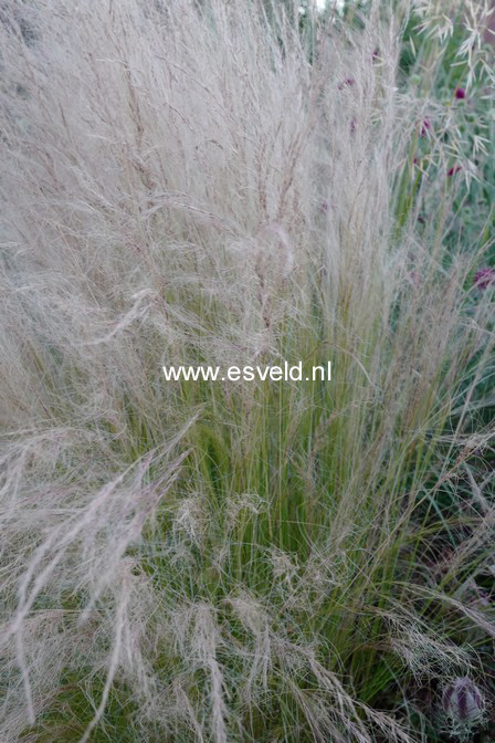 Stipa tenuifolia