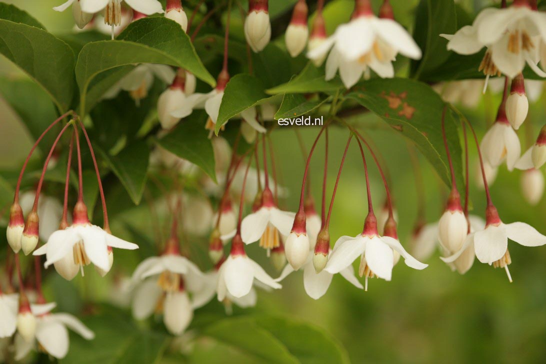 Styrax japonicus 'Peter Pan'