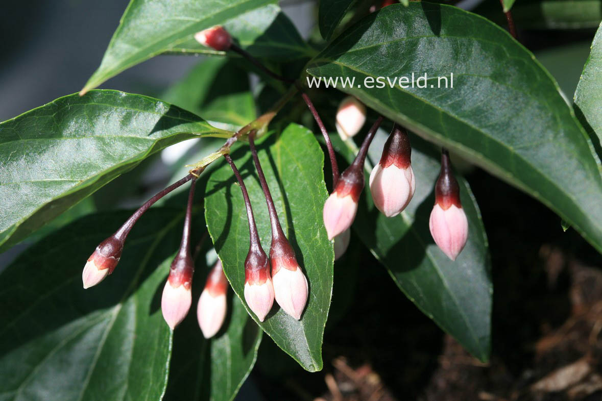 Styrax japonicus 'Pink Snowbell'