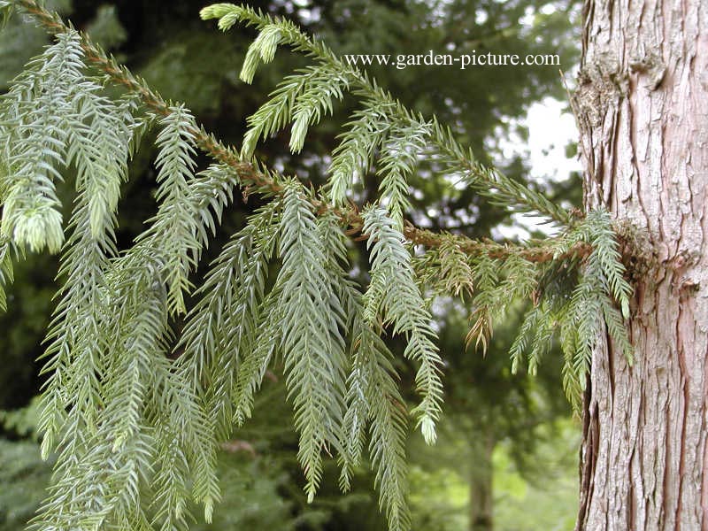 Taiwania cryptomerioides