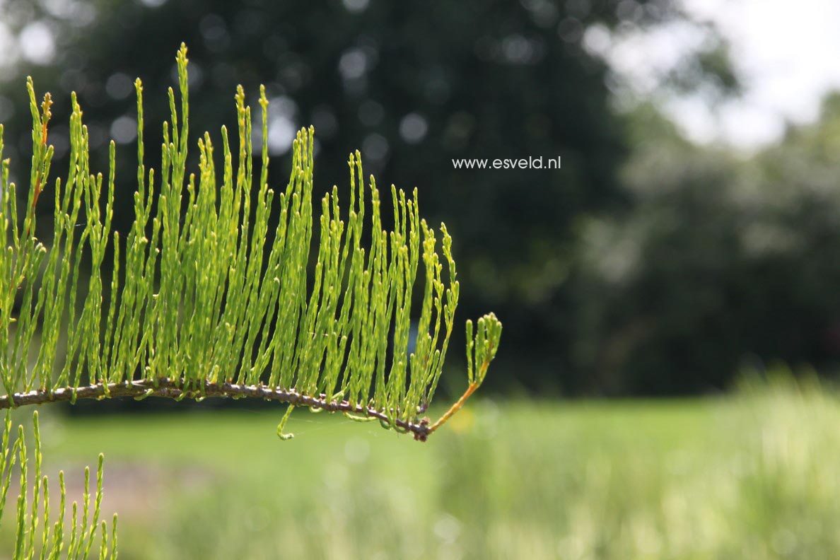 Taxodium distichum 'Nutans'