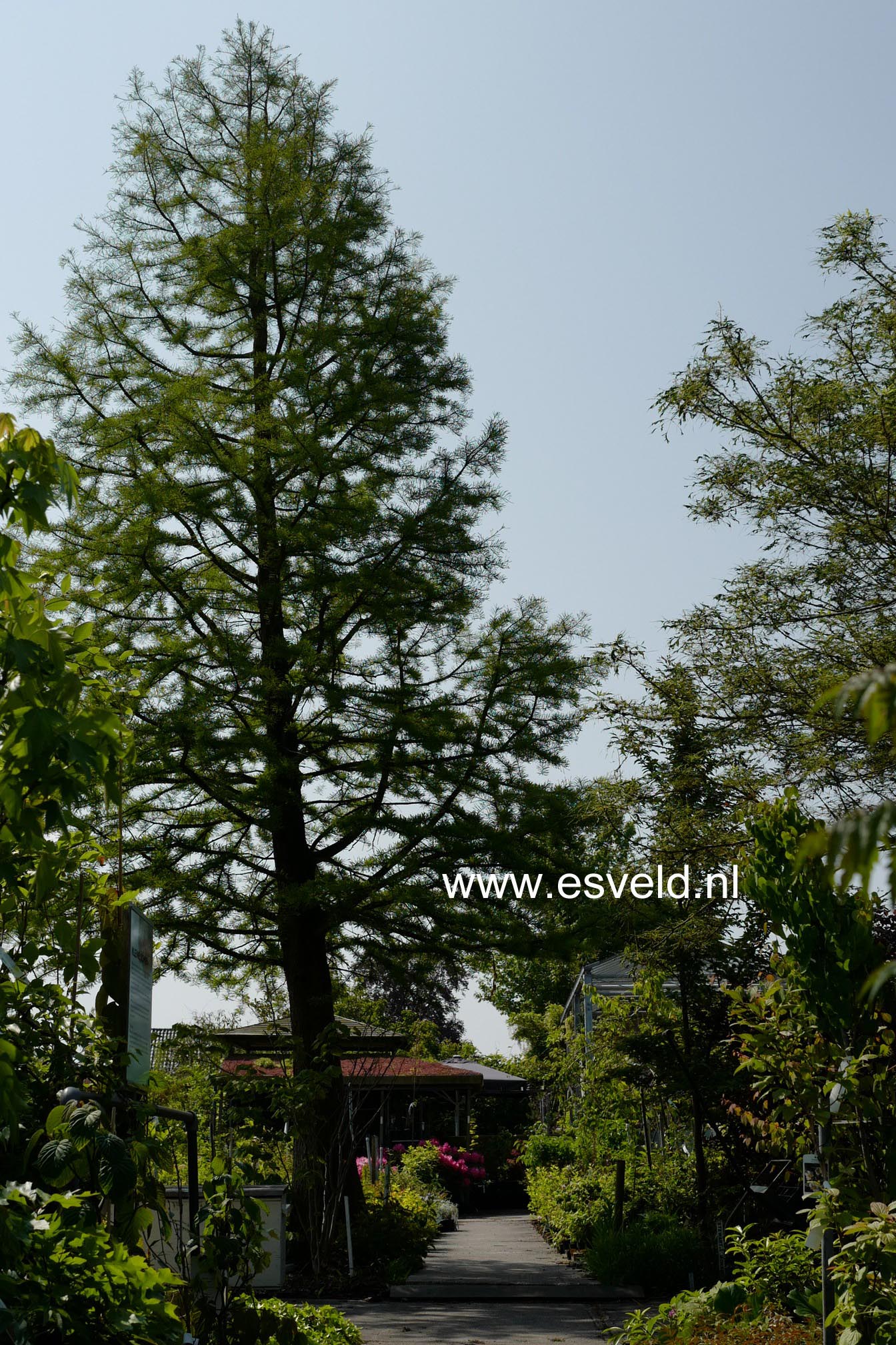 Taxodium distichum var. imbricatum