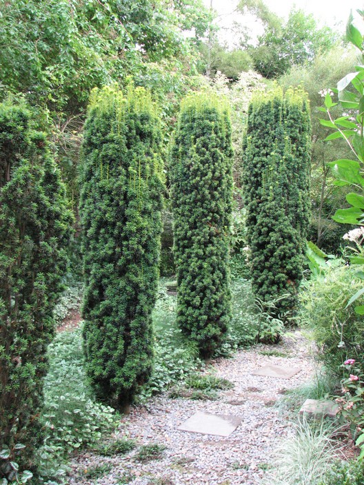 Taxus baccata 'Fastigiata'