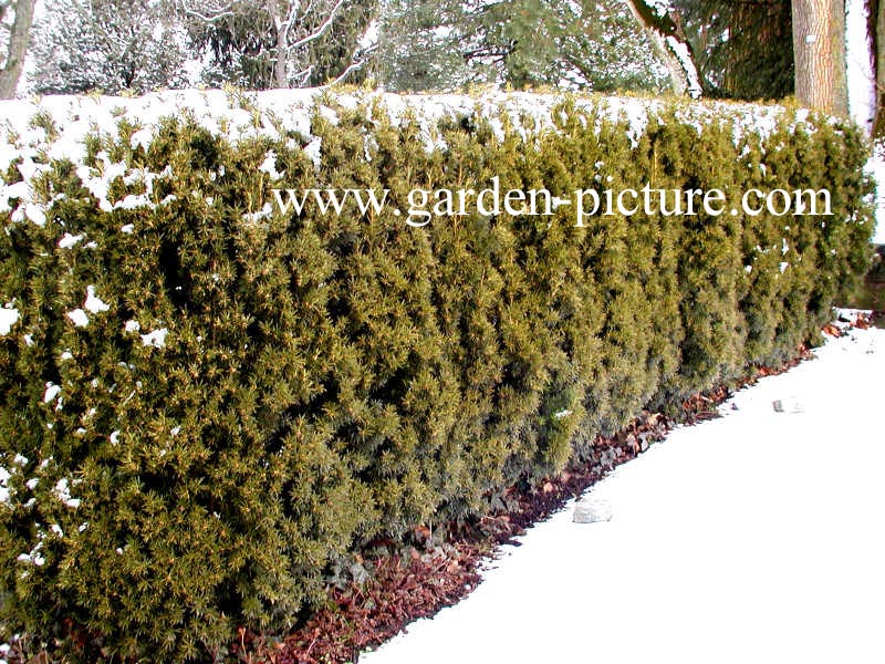 Taxus baccata