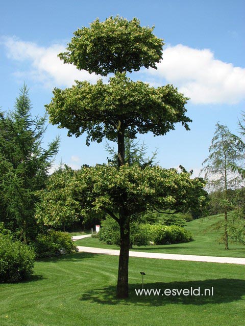Tilia cordata