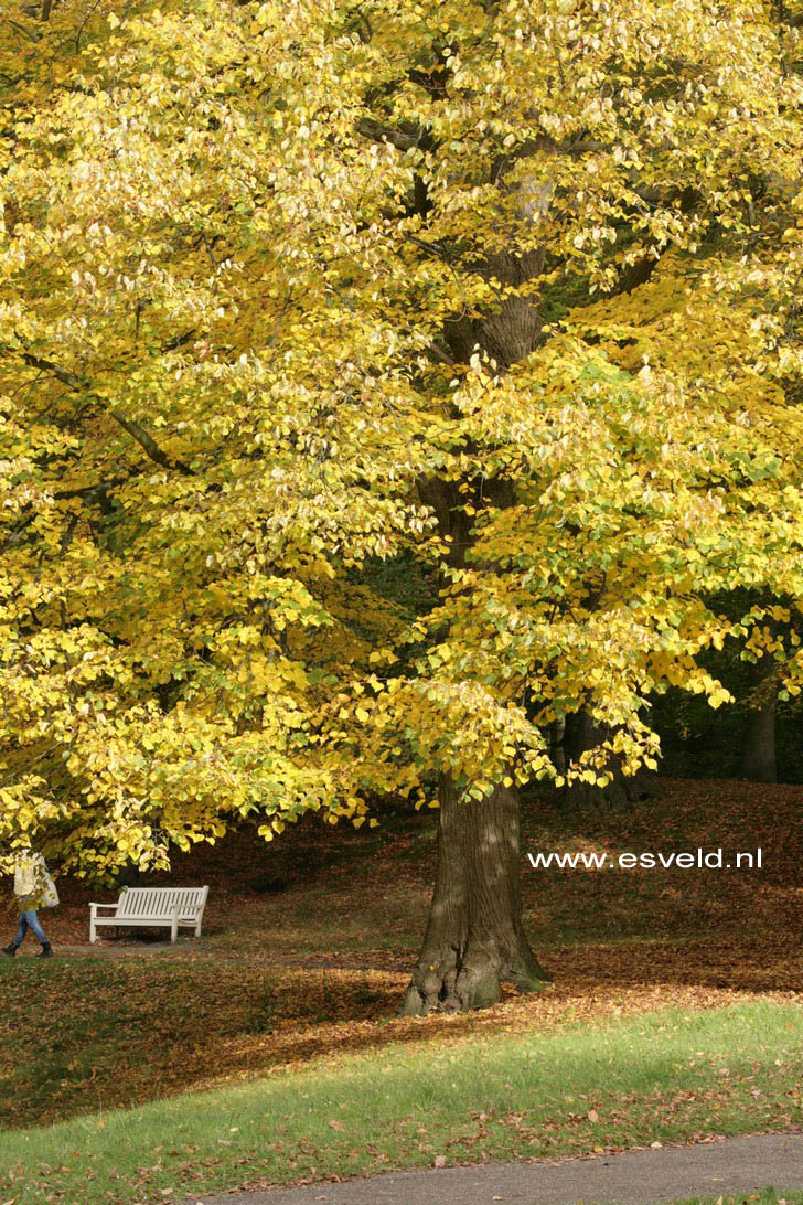 Tilia tomentosa