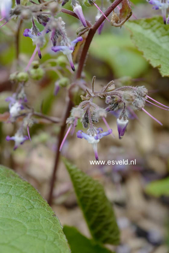 Trachystemon orientalis