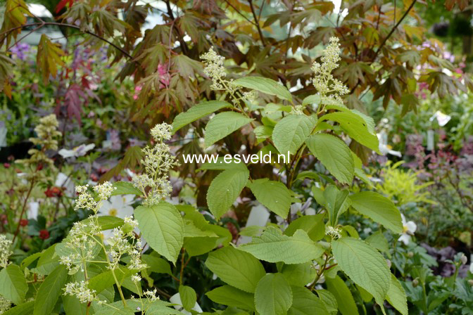 Tripterygium regelii