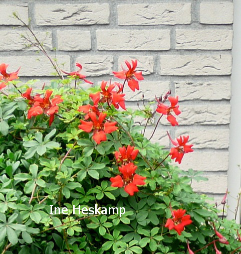 Tropaeolum speciosum