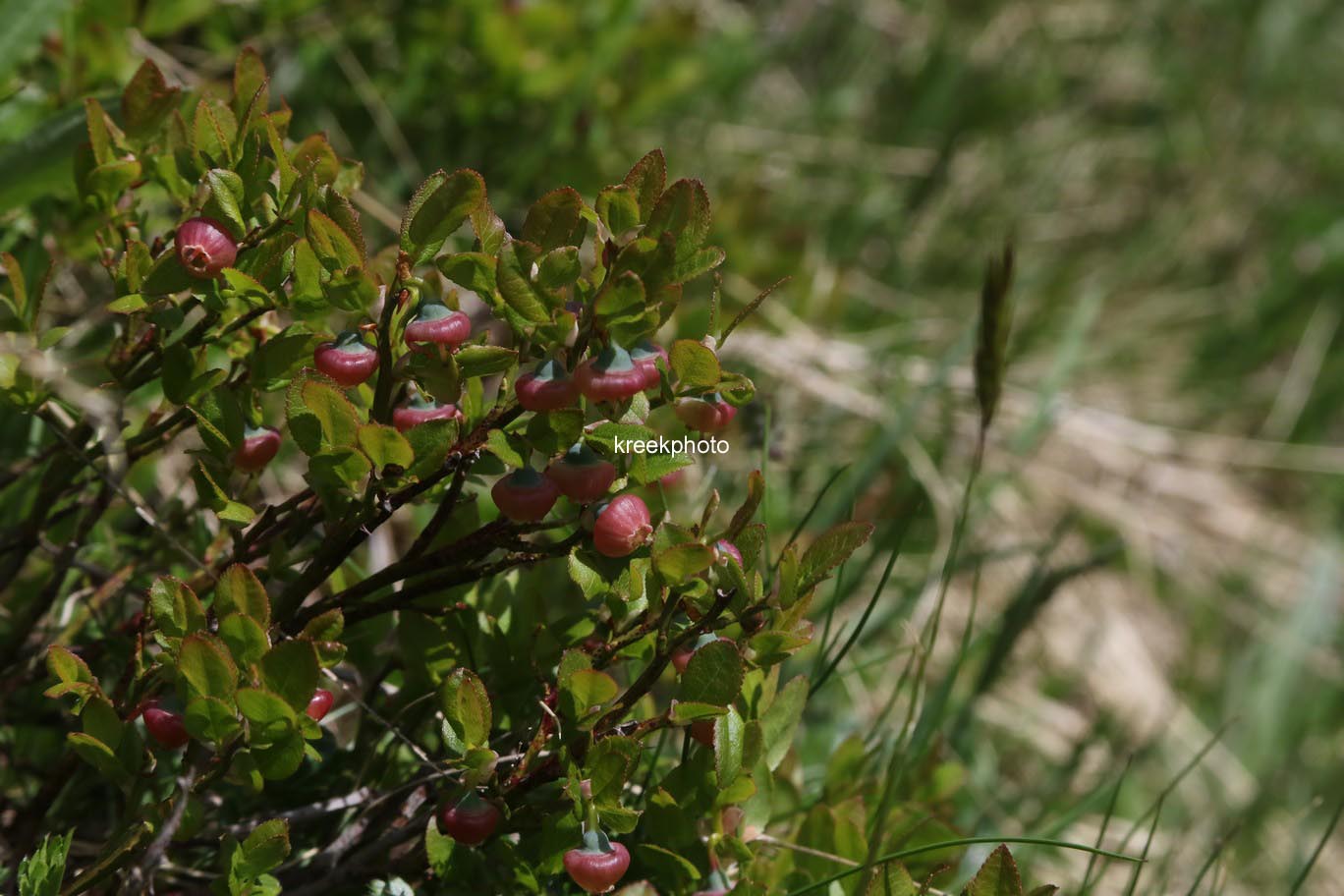 Vaccinium myrtillus