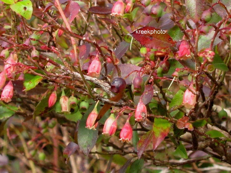 Vaccinium padifolium