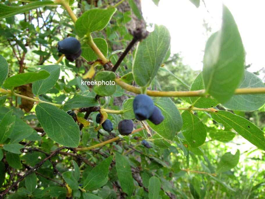 Vaccinium uliginosum
