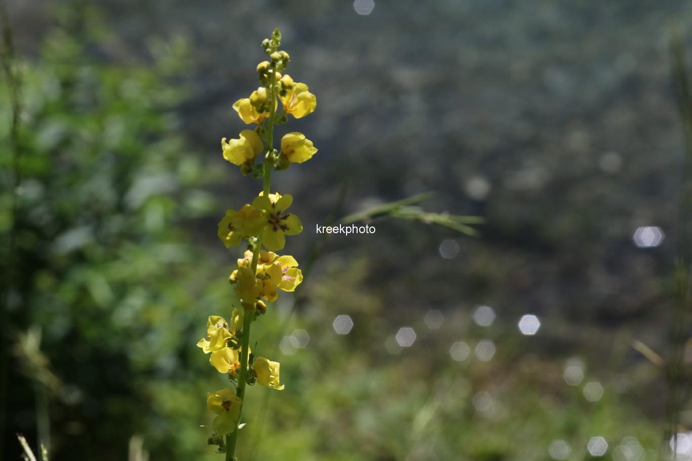 Verbascum nigrum