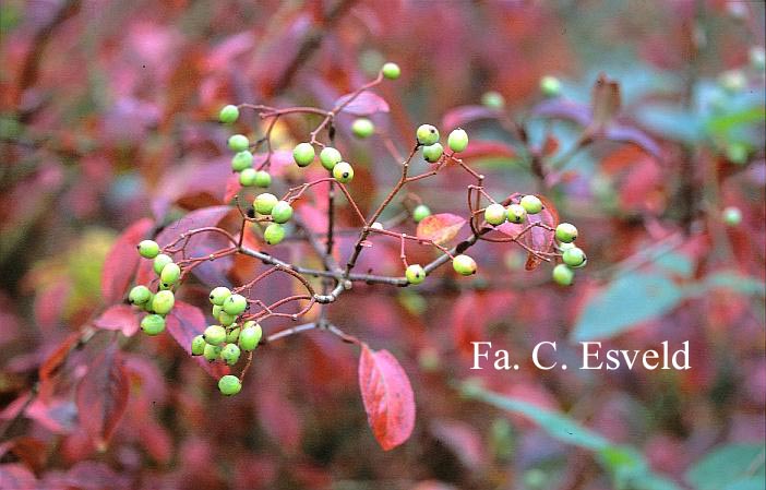 Viburnum 'Royal Guard'