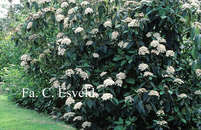 Viburnum rhytidophyllum 'Dart's Duke' (INTERDUKE)