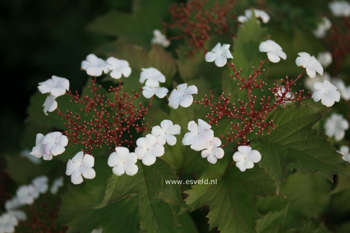 Viburnum sargentii 'Onondaga'