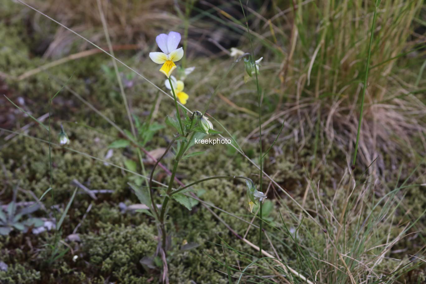 Viola cornuta