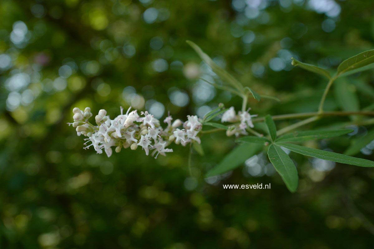 Vitex agnus-castus 'Albus'