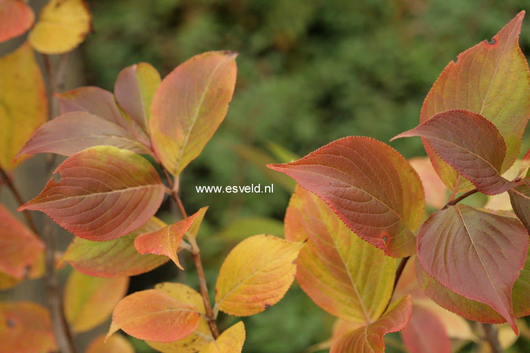 Weigela coraeensis