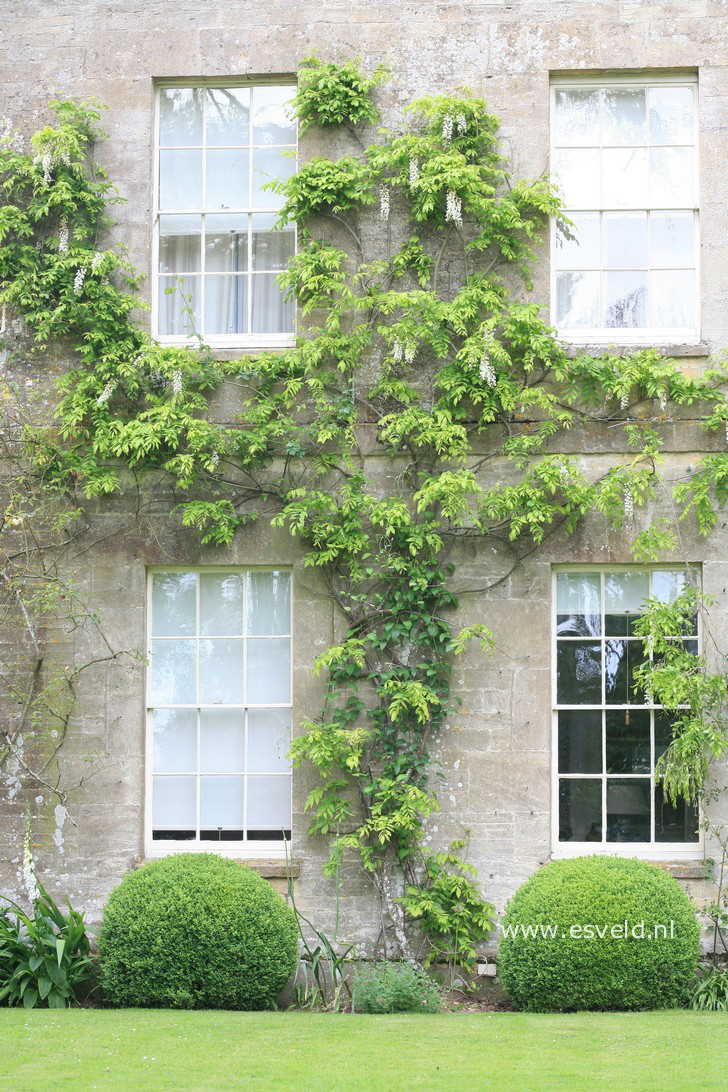 Wisteria floribunda 'Shiro-noda'