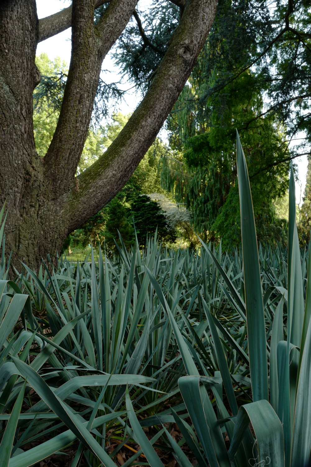 Yucca filamentosa