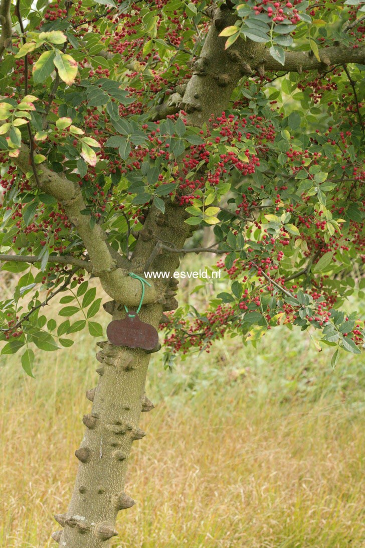 Zanthoxylum simulans