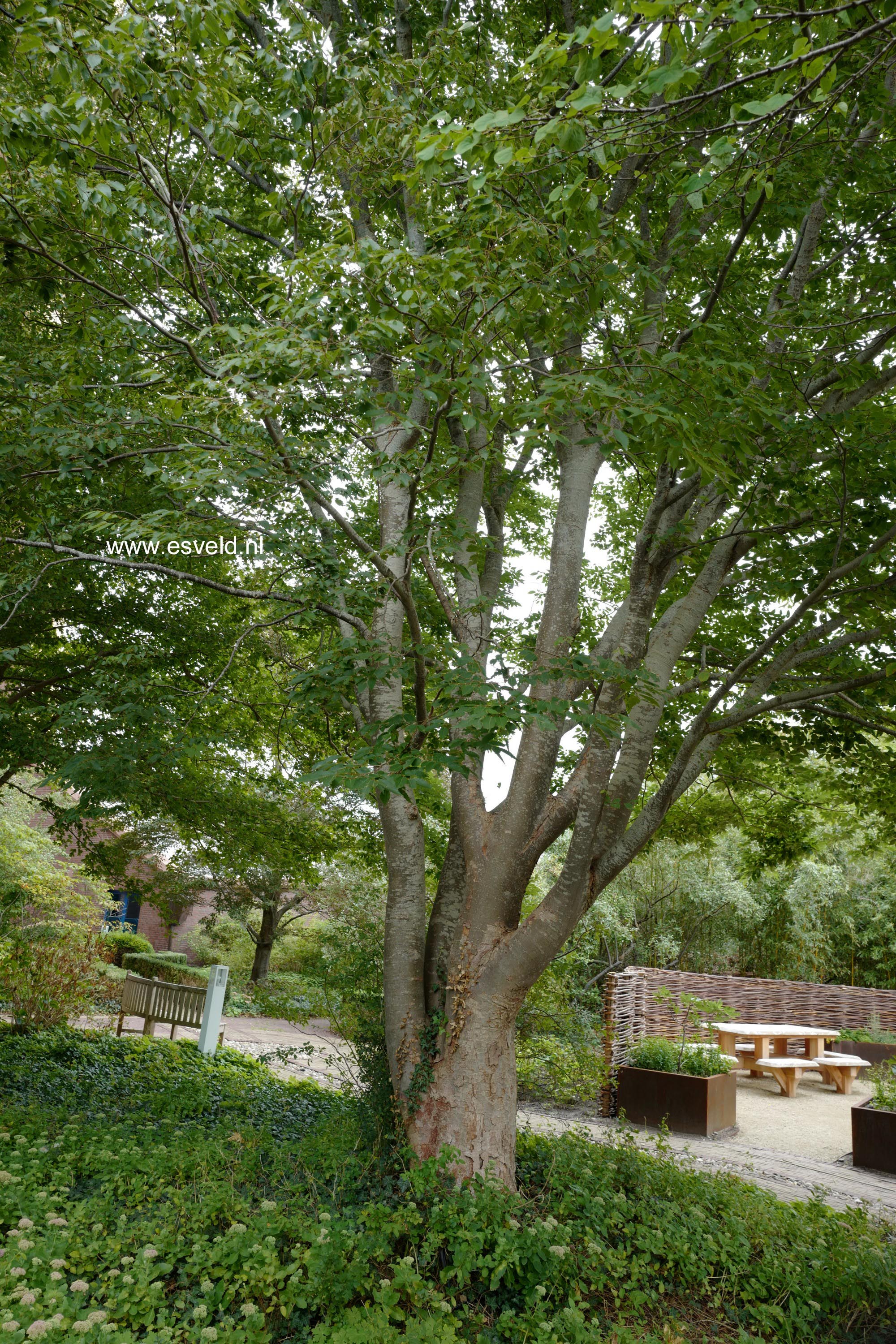 Zelkova serrata