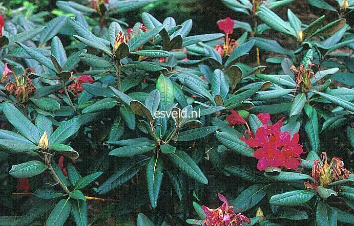 Picture and description of Rhododendron 'Weinlese'