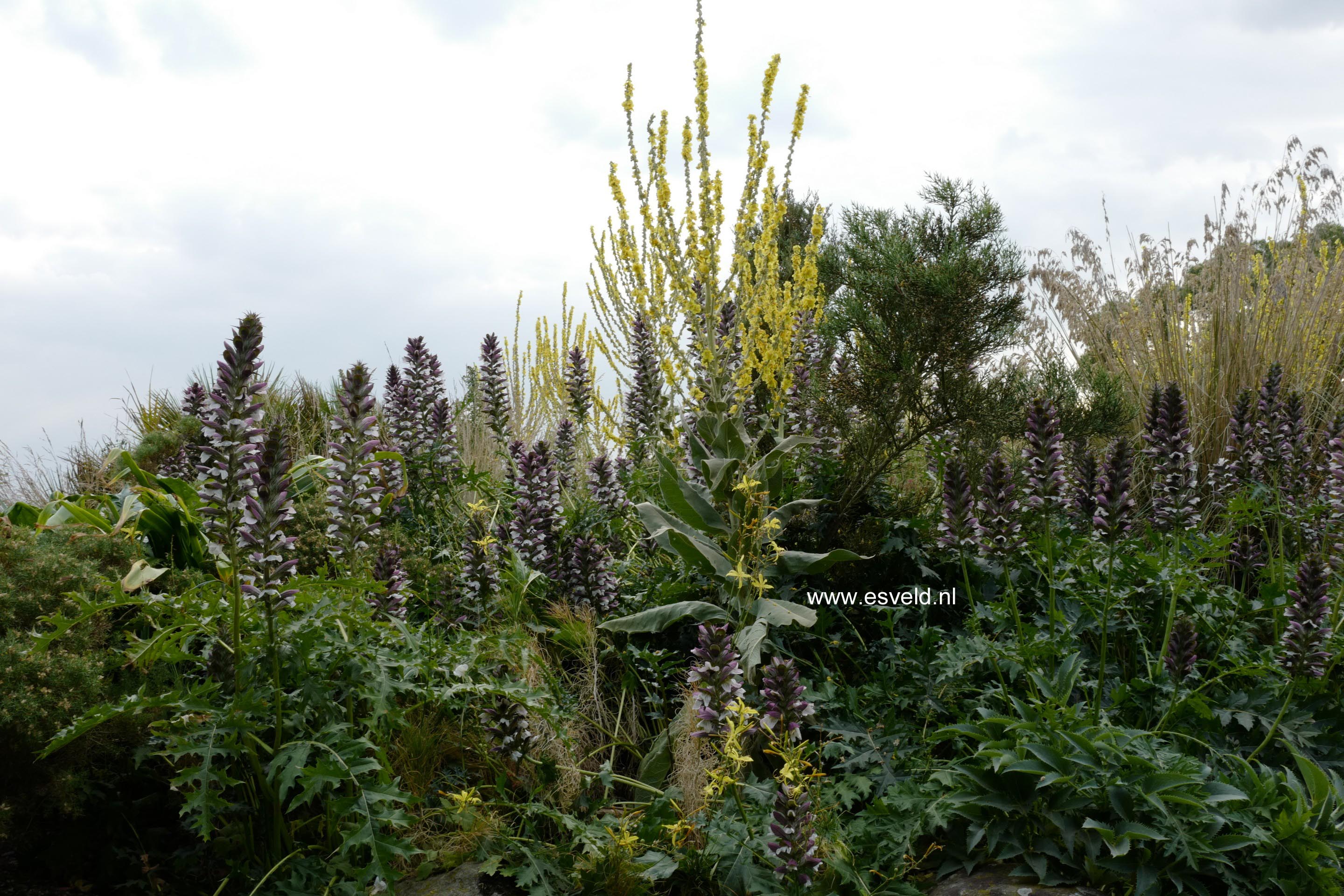 Acanthus hungaricus