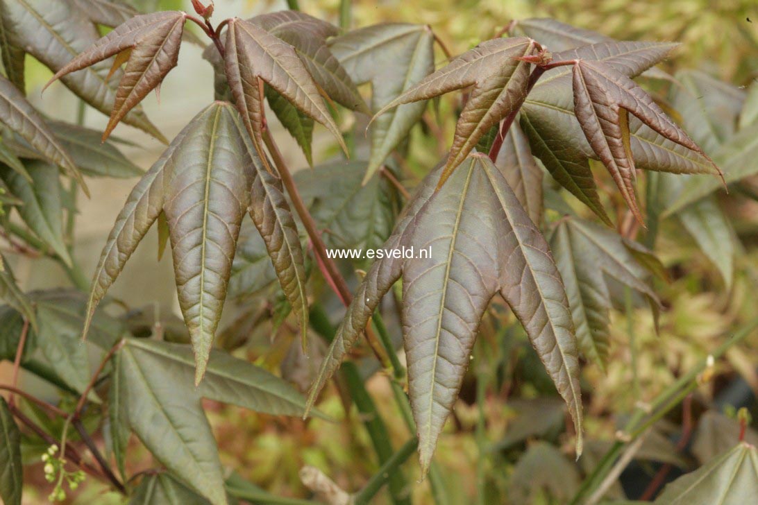 Acer campbellii ssp. sinense
