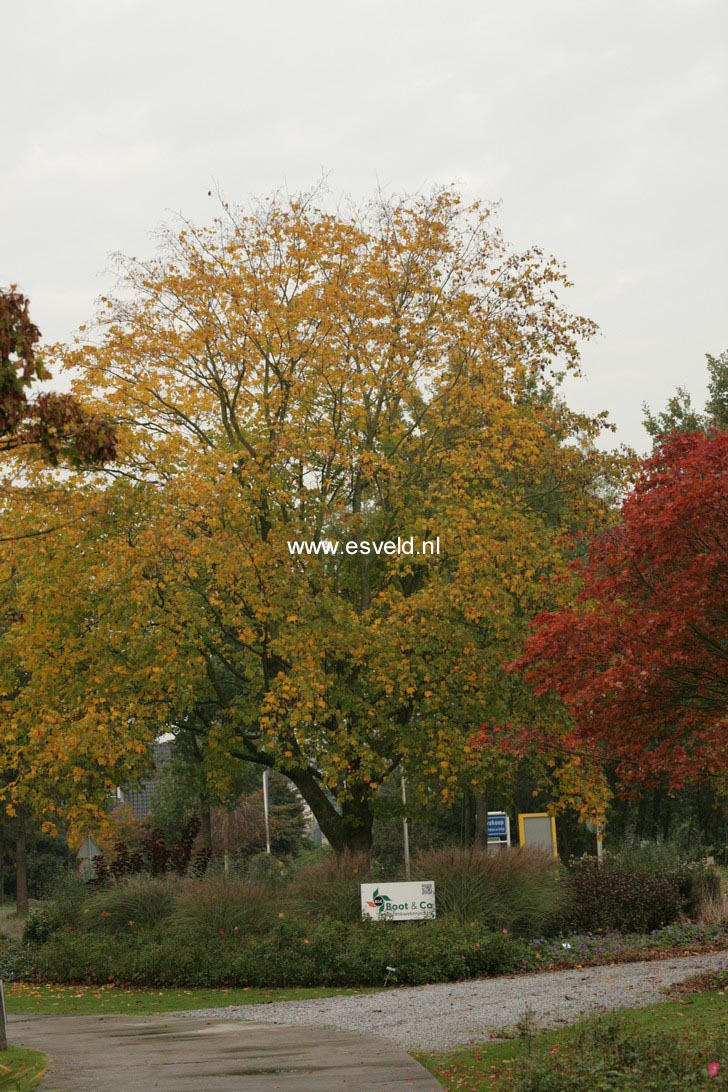 Acer cappadocicum 'Aureum'